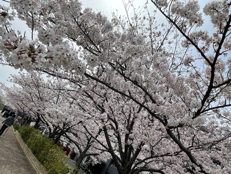 桜並木 いさか整形外科